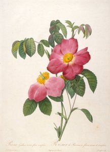 Rosier de Provinsi aus La Couronne de roses, 1817-1824