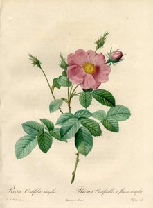 Rosier hundert Blätter mit einfachen Blumen - Radierung von Chapuy, nach einer Illustration von Pierre Joseph Redoute, aus Les Roses von Pierre Joseph Redouté