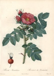 Raue Rose oder Kamtschatka-Rose - Radierung von Chapuy, nach einer Illustration von Pierre Joseph Redoute (1759-1840), aus Les Roses. von Pierre Joseph Redouté