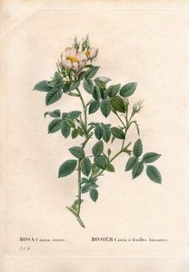 Glänzendblättrige Hundsrose, Rosa canina. Handkolorierter Kupferstich aus Pierre Joseph Redoutés „Les Roses“