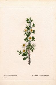 Tausendstachelige Rose, Rose myriacantha, Rose mit tausend Stacheln. Handkolorierter Kupferstich aus Pierre Joseph Redoutés „Les Roses“, Paris