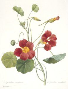 Tropaeolum majus (Kapuzinerkresse), 1827 von Pierre Joseph Redouté