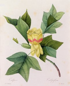 Tulipifera von Pierre Joseph Redouté