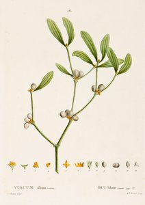 Mistel, ca. 1800-1830