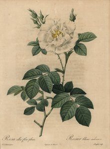 Weiße Rose, Rosa alba flore pleno, Rosier blanc ordinaire von Pierre Joseph Redouté