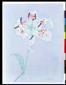 Lilie, nach 1921 von Piet Mondrian