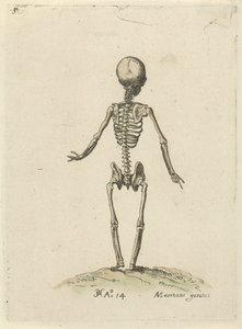 Skelett, von hinten gesehen