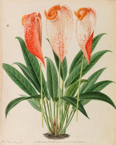 Originale aus Veröffentlichungen der Gartenbau- und Baumpflege, 1878-1881 von Pieter Joseph de Pannemaeker