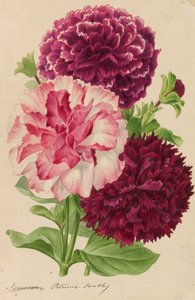 Originale von Veröffentlichungen über Gartenbau und Baumpflege, 1878-1881