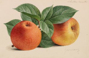 Originale von Veröffentlichungen der Gartenbau- und Baumpflege, 1878-1881 von Pieter Joseph de Pannemaeker