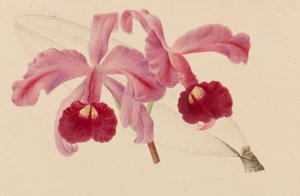 Originale von Veröffentlichungen zur Gartenbau- und Baumpflege, 1878-1881 von Pieter Joseph de Pannemaeker