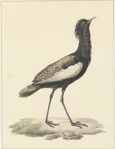 Baardtrap (Eupodotis bengalensis / Houbaropsis bengalensis)