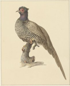 Jagdfasan von Pieter Pietersz. Barbiers
