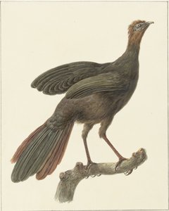 Schopfguan (Penelope purpurascens)