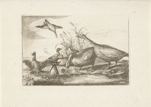 Enten und Gänse