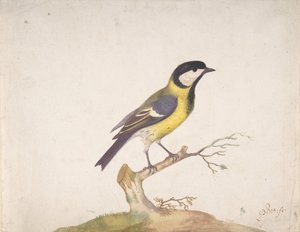 Eine Kohlmeise Parus major auf einem Ast sitzend, 1670-93