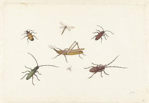 Blatt mit sieben verschiedenen Insekten