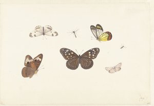 Blatt mit fünf Schmetterlingen und zwei Fliegen