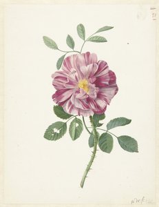 Gallica-Rose (Rosa gallica L. 