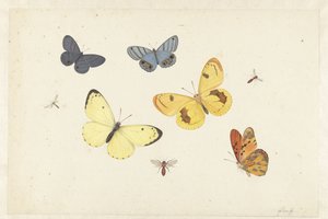 Blatt mit fünf Schmetterlingen, einer Wespe und zwei Fliegen