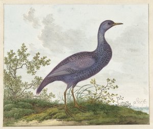Tüpfelsumpfhuhn (Porzana porzana)?