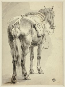 Reitpferd
