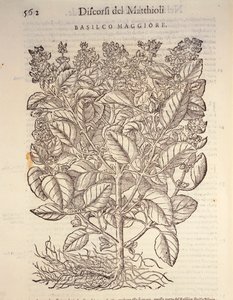 Basilikum (Ocymum basilicum)