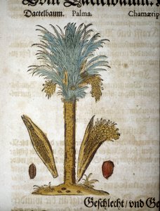 Botanische Tafel: Dattelpalme - in „Herbarium Mattioli“ von Pietro Andrea Mattioli
