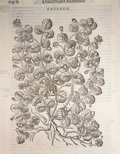 Kapernstrauch (Capparis spinosa), Gravur von Pier Andrea Mattioli