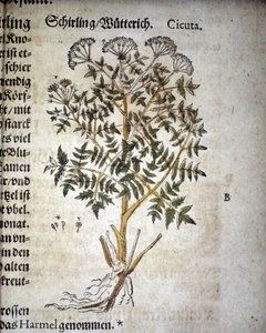 Cicuta - In „Herbarium Mattioli“