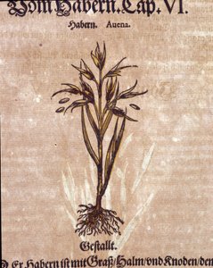 Herbarium: Hafer. Gravur in „Kreutterbuch Dess Hochgelehrten und weitberühmten Herrn D. Petri Andreae Matthioli“ von Pietro Andrea Mattioli