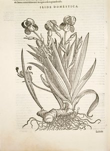 Iris (Iride domestica), Gravur von Pier Andrea Mattioli