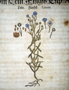 Lein oder Linum - In „Herbarium Mattioli“. von Pietro Andrea Mattioli