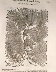 Seekiefer (Pinus pinaster), Gravur von Pier Andrea Mattioli