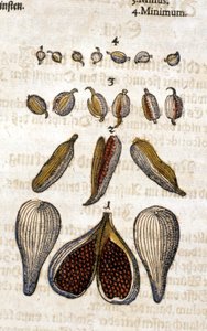Der Kardamom. Gravur - in „Kreutterbuch Dess Hochgelehrten und weitberühmten Herrn D. Petri Andreae Matthioli“ von Pietro Andrea Mattioli (Matthiole) (1500-1577). Frankfurt
