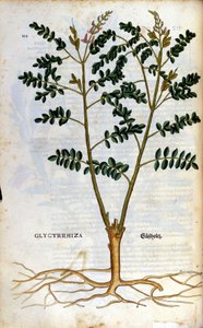 Die Lakritze. Gravur - in „Kreutterbuch Dess Hochgelehrten unnd weitberuhmten Herrn D. Petri Andreae Matthioli“ von Pietro Andrea Mattioli (Matthiole) (1500-1577). Frankfurt von Pietro Andrea Mattioli