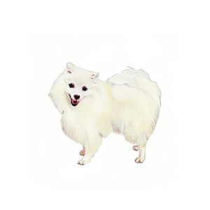 Japanischer Spitz, 2011