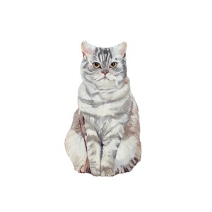 Selkirk Rex von Polly Horner