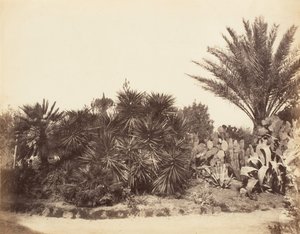 Pincian-Garten, Rom, 1853-56 von Possibly by Jane Martha St. John.