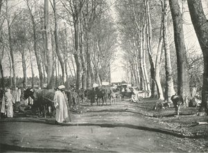 Arabischer Jahrmarkt und Markt, Boufarik, Algerien, 1895
