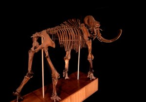 Prähistorie, Dinosaurier: Mammutskelett, Paris, Naturkundemuseum von Prehistoric Prehistoric