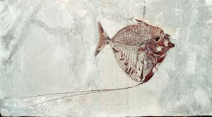Vorgeschichte: Mene Rhombea Fischfossil vom Fundort Monte Bolca (Italien). Eozän. Museo civico di storia naturale, Mailand von Prehistoric Prehistoric