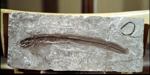 Vorgeschichte: Fischfossil Eomirus Formosissimus aus der Fundstelle Monte Bolca (Italien). Eozän. Museo civico di storia naturale, Mailand von Prehistoric Prehistoric