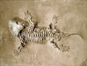 Vorgeschichte: Fossil des Seymouria Bayolorensis Amphibienreptils aus Texas, USA. Perm. Museo civico di storia naturale, Mailand von Prehistoric Prehistoric