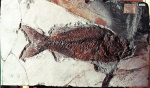 Vorgeschichte: Fossil des Fisches Sparnodus Elongatus aus dem Fundort Monte Bolca (Italien). Eozän. Museo civico di storia naturale, Mailand von Prehistoric Prehistoric