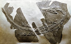 Prähistorie: Fossil des aquatischen Reptils Askeptosaurus italicus aus Besano von Prehistoric Prehistoric