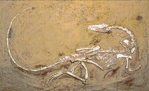 Fossil des Dinosauriers Coelophysis. Periode des oberen Trias. Museo civico di storia naturale, Mailand von Prehistoric Prehistoric