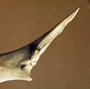 Prähistorie: Messer aus Rinderulna aus der Nekropole von Arene Candide (Finale Liguria), Ligurien. Unteres Neolithikum