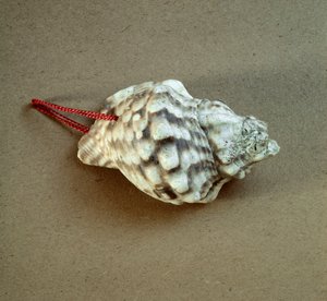 Prähistorie: durchbohrte Tritonmuschel, verwendet als Pfeife aus der Nekropole von Arene Candide (Finale Liguria), Ligurien. Mittleres Neolithikum, Steinzeit. Genua, Museo di archeologia Ligure