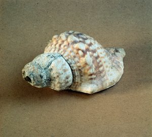 Prähistorie: durchbohrte Triton-Nodifer-Schale, verwendet als Pfeife aus der Nekropole von Arene Candide (Finale Ligurien), Ligurien. Mittleres Neolithikum, Steinzeit von Prehistoric Prehistoric